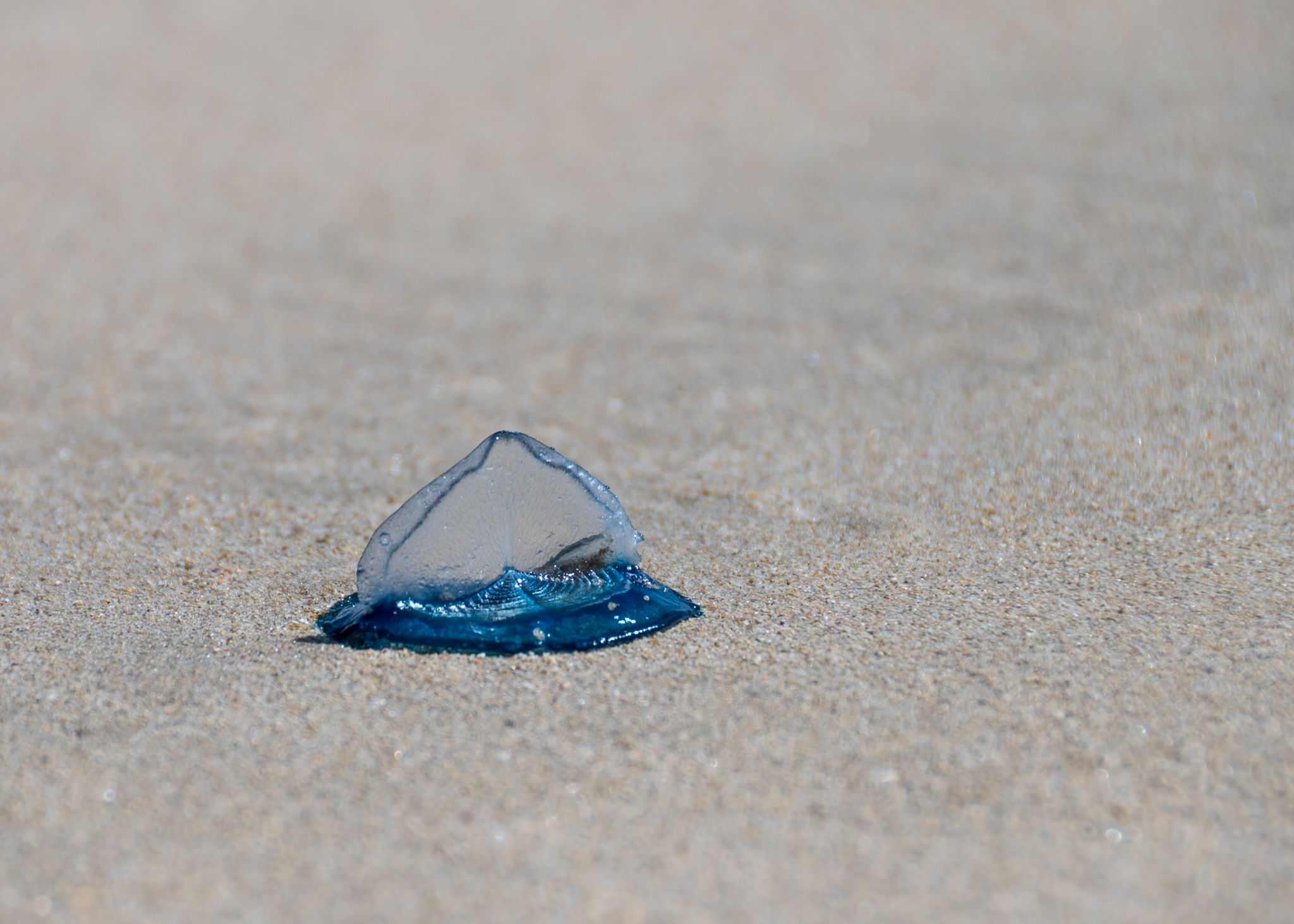 Blue Bottle Jellyfish (Physalia physalis)
